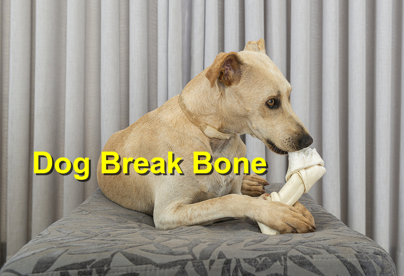You are currently viewing When Your Dog Breaks a Bone￼
