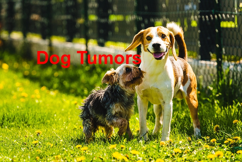 You are currently viewing Dogs Tumors and How to Treat Them