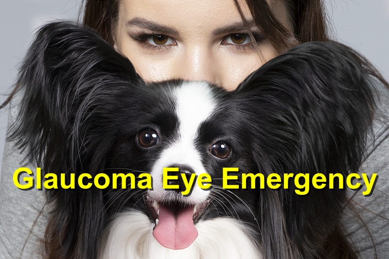 You are currently viewing Glaucoma – Eye Emergency in Dogs