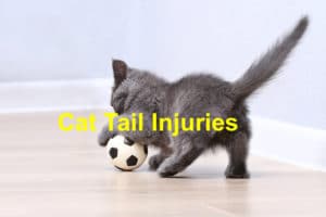 Read more about the article Cat Tail Injuries: What to Do