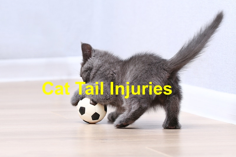 You are currently viewing Cat Tail Injuries: What to Do