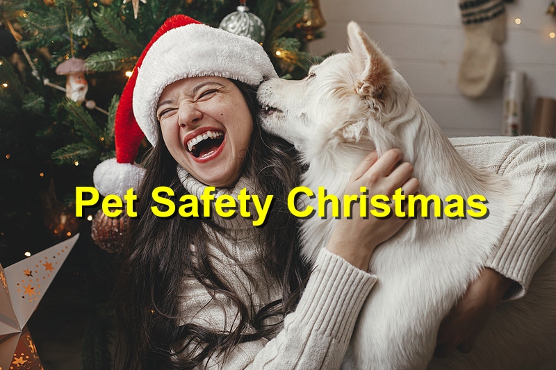 You are currently viewing Keeping your Pets Healthy During Christmas