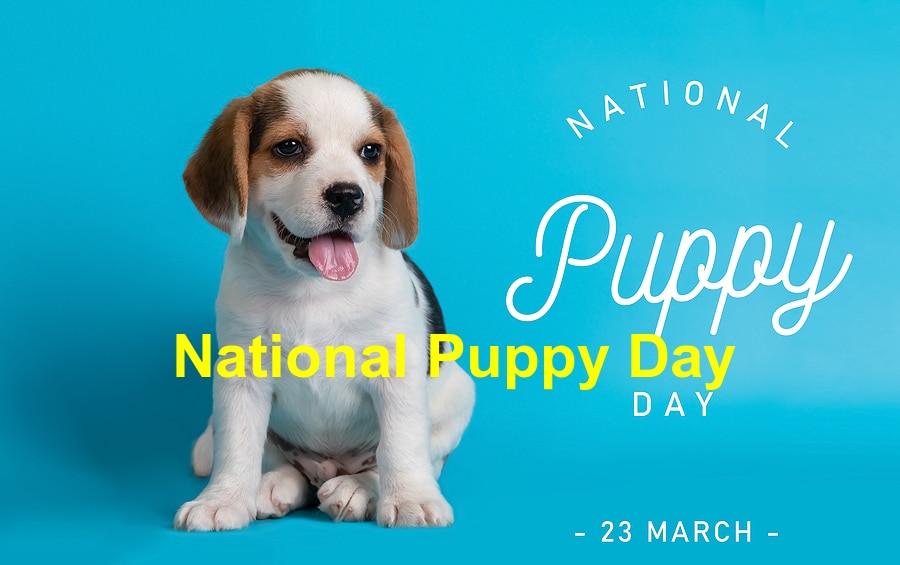 National Puppy Day: Celebrating the Joy of New Canine Additions