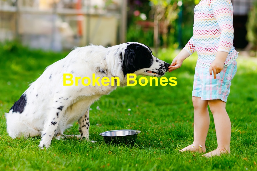 You are currently viewing Broken Bones in Dogs