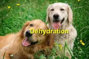 Read more about the article Dehydration in Pets: How to Prevent and Treat It