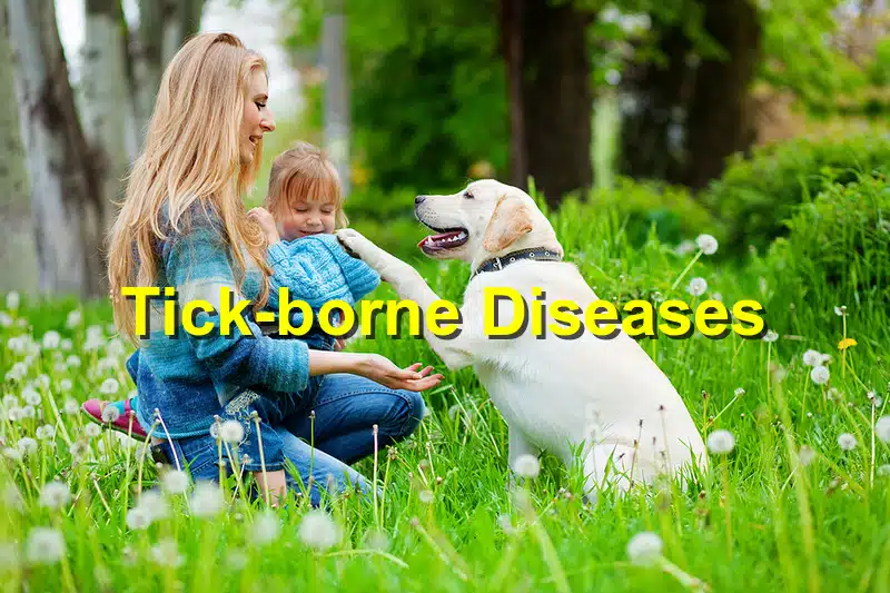 You are currently viewing Tick-Borne Diseases: Prevention and Treatment for Dogs