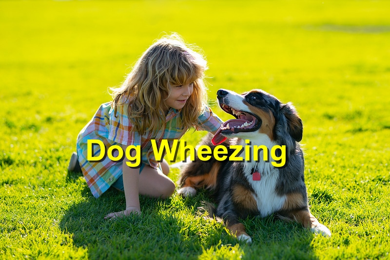 Do You Know Why Your Dog is Wheezing?