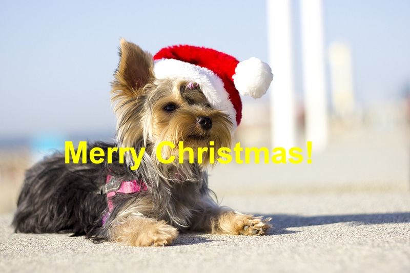 You are currently viewing Keeping Your Pets Safe This Christmas