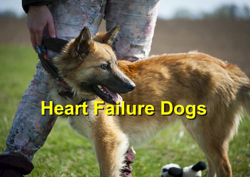 what are signs of congestive heart failure in a dog