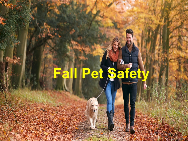 Crucial Pet Safety Tips for Fall 2022