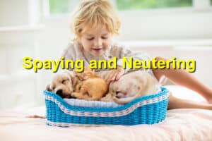 Read more about the article The Environmental Benefits of Spaying and Neutering Your Pet