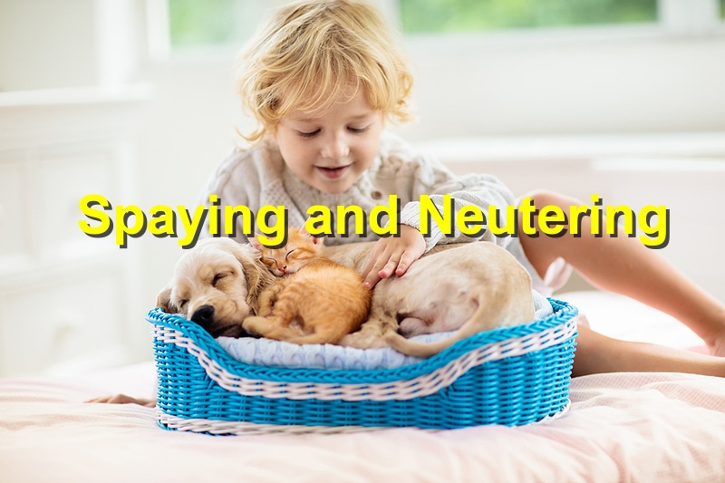 You are currently viewing The Environmental Benefits of Spaying and Neutering Your Pet