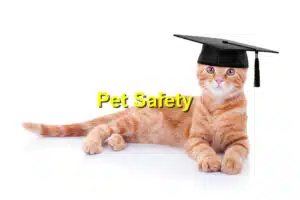 Read more about the article Back-to-School Pet Safety: Emergency Preparedness for Parents