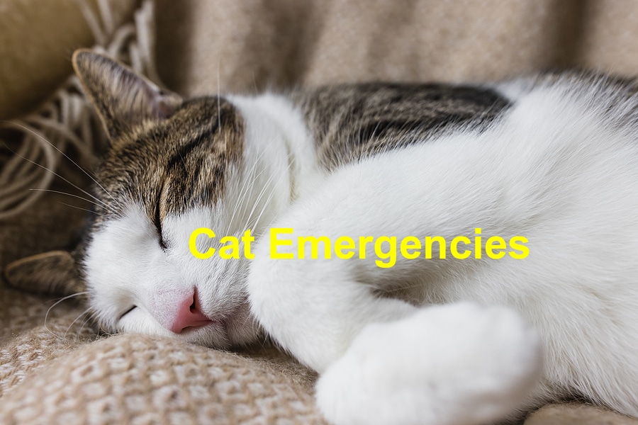 Read more about the article When Your Cat is the Emergency￼