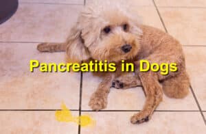 pancreatitis in dogs