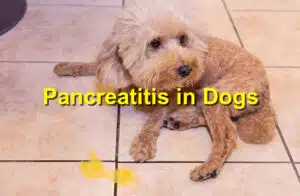 pancreatitis in dogs
