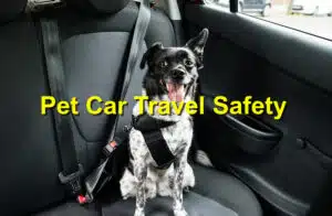 Pet car travel safety
