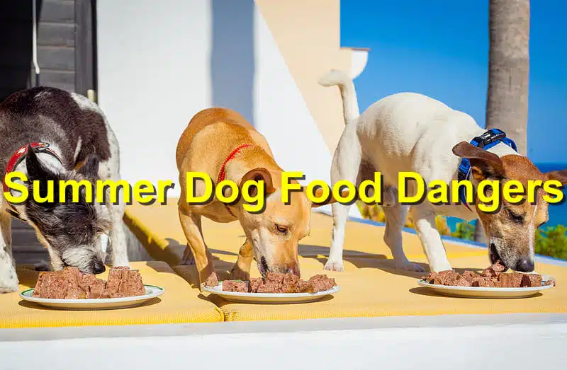 You are currently viewing Summer Holiday Foods That Harm Curious Dogs